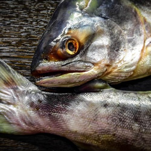 8 Peixes Ricos em Proteína para Adicionar à Sua Dieta